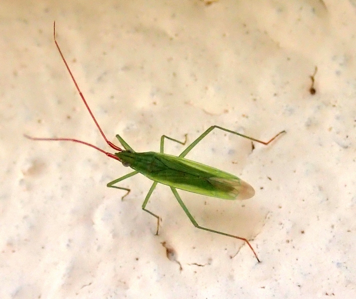 Miridae: Trigonotylus sp. del Veneto (TV)